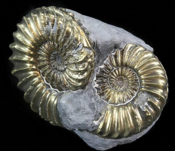 Pyritized Pleuroceras Ammonite Cluster - Germany #42761